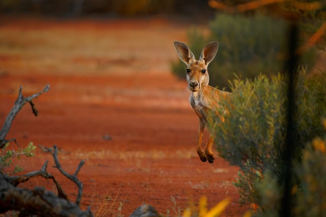 Un kangourou dans le désert australien