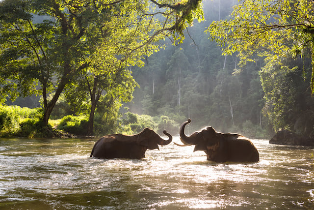 Éléphants asiatiques en train de se baigner dans une rivière 