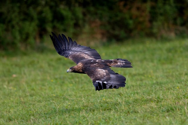 Un aigle royal en plein vol