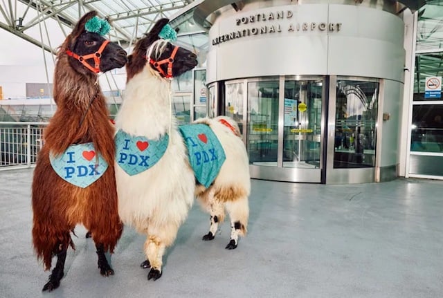 Lama et alpaga devant l'aéroport de Portland 