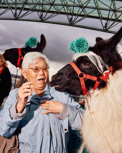 Une femme en train de caresser un lama à l'aéroport de Portland