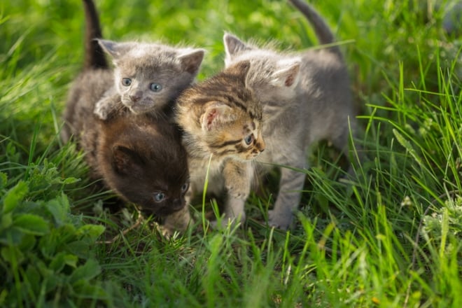 des chatons dans l'herbe