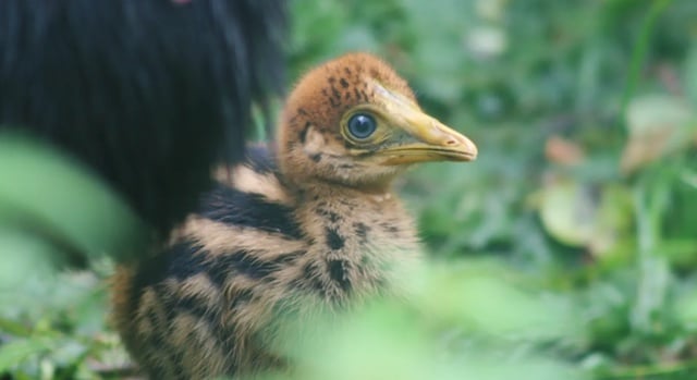 Poussin casoar à casque 