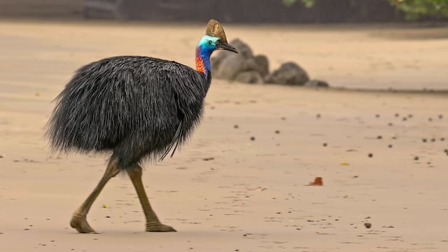 Un casoar à casque marchant sur une plage