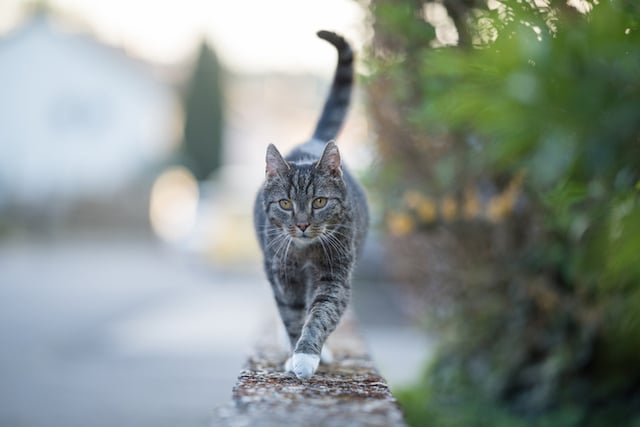 Un chat en train de marcher sur un muret