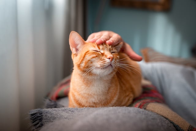 Un chat en train de recevoir une caresse sur le sommet du crâne