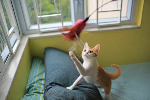 Un chaton en train de jouer avec son maître