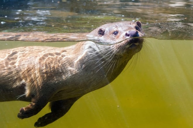 Une loutre de rivière nageant dans l'eau