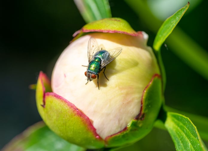 Une mouche sur une plante