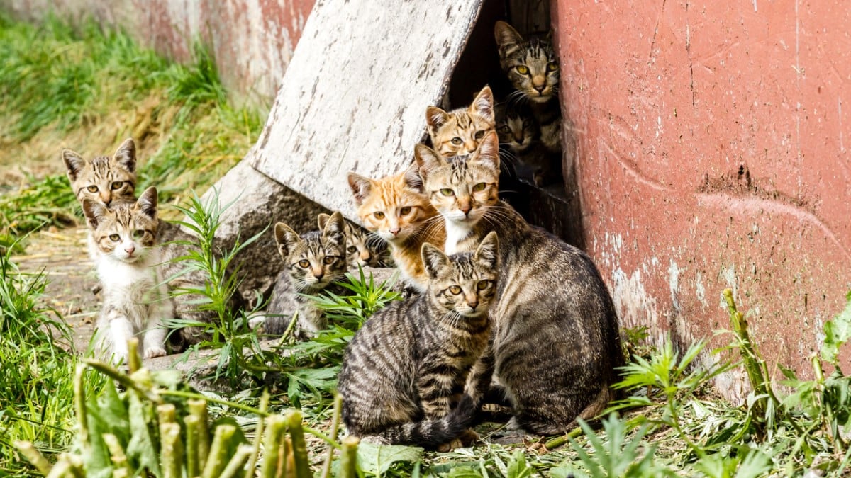 Des chats sauvages