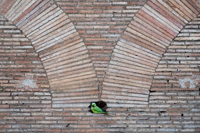 Une perruche moine à Rome