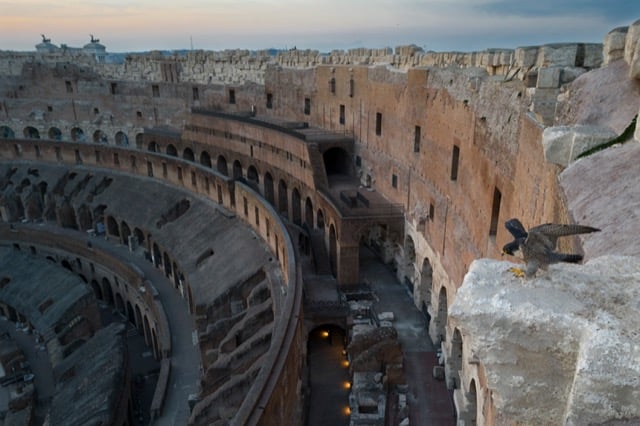 Un faucon pèlerin au Colisée de Rome