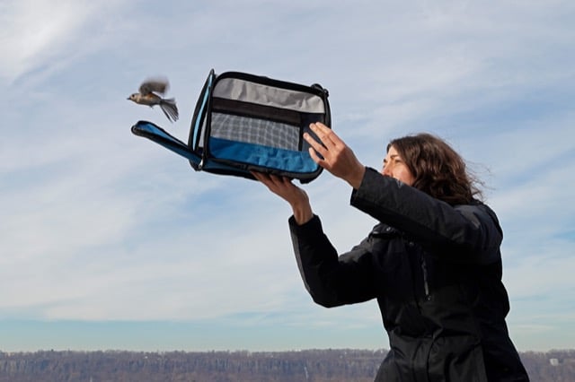 Une femme relâche un oiseau