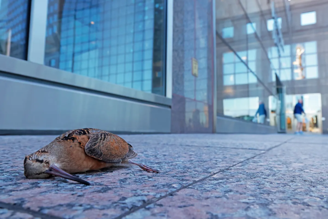 Un oiseau mort à New York