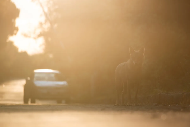 Un renard à Rome