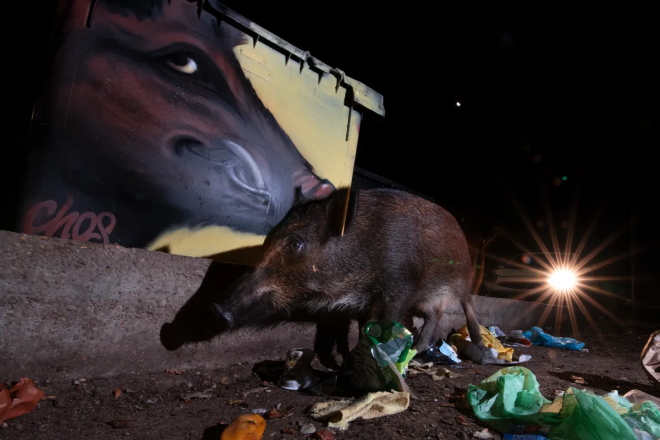 Un sanglier à Rome