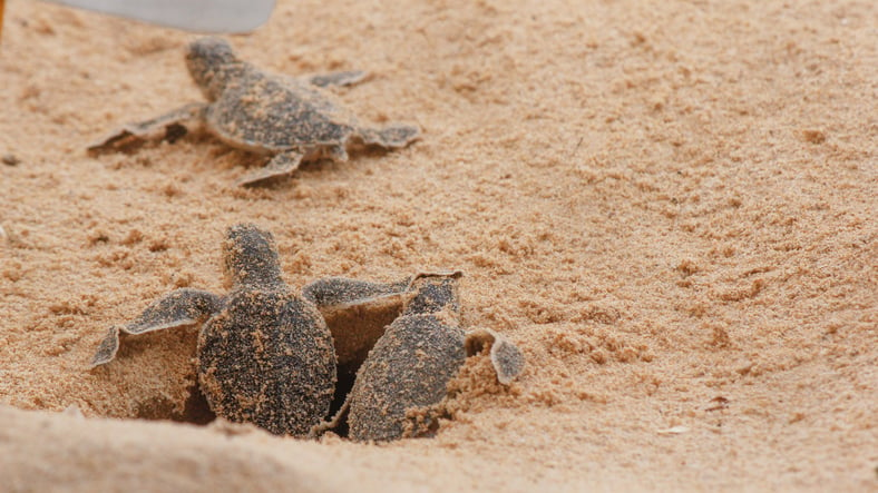 Des petites tortues sur le sable