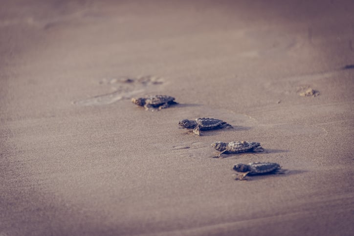 Des petites tortues rejoignent la mer