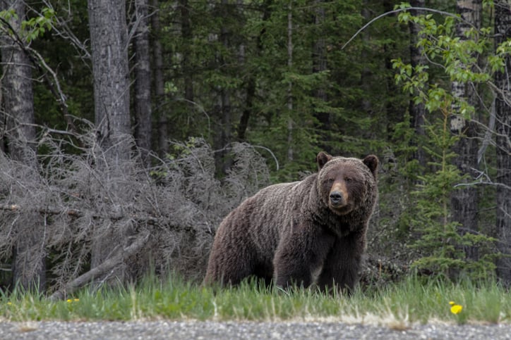 Un ours dans la forêt