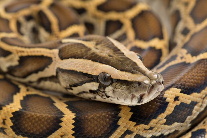 Photo d'un python 