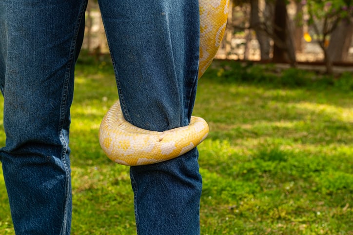 Python albinos enroulant la jambe d'un homme