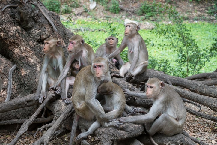 Un groupe de singes