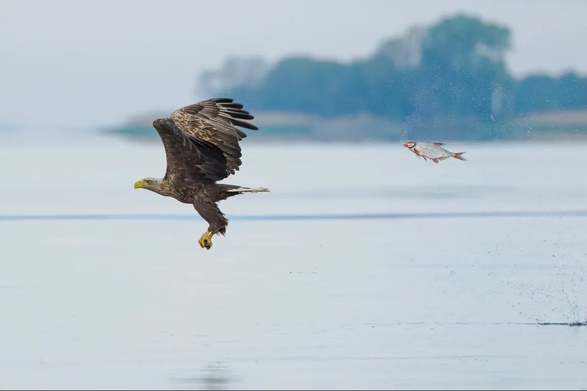 Un aigle pourchassé par un poisson