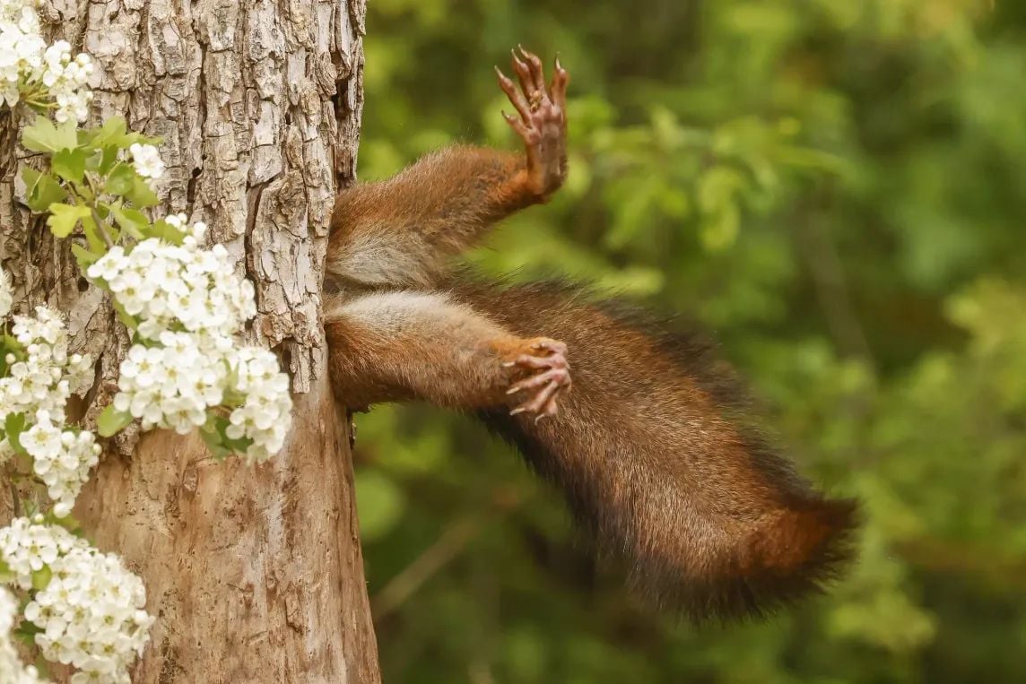 Un écureuil coincé dans un arbre