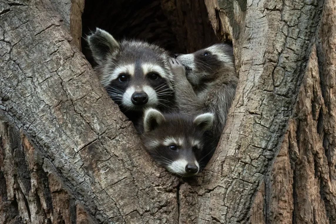 Trois ratons laveurs dans un arbre