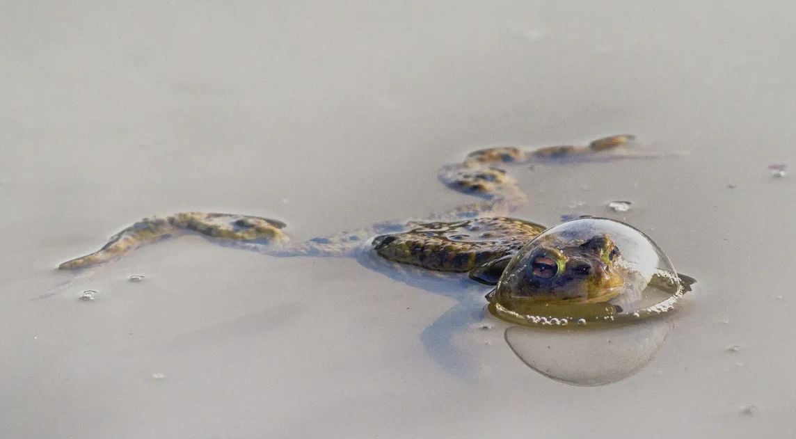 Une grenouille fait une bulle