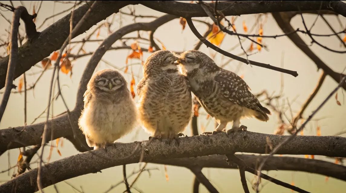 Trois chouettes sur une branche