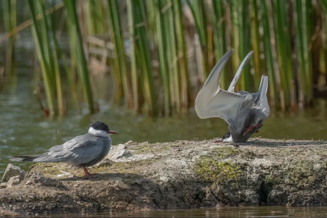 Un oiseau s'écrase sur le sol 