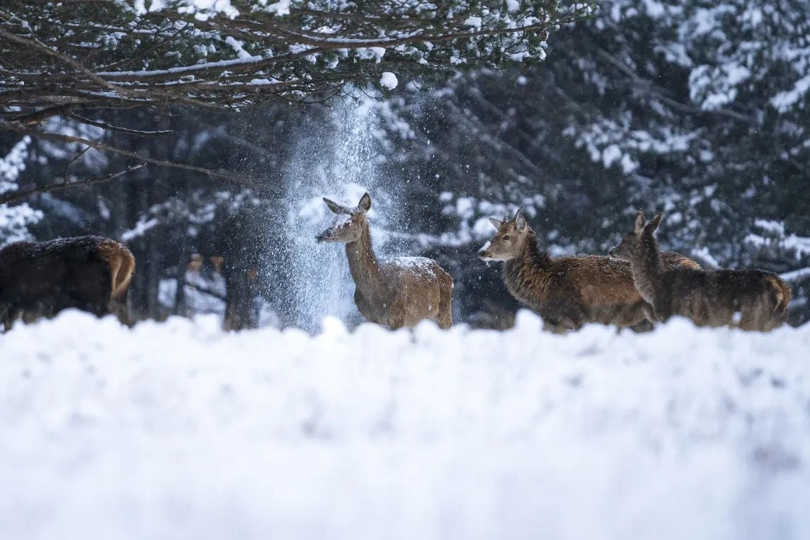 Des chevreuils sous la neige