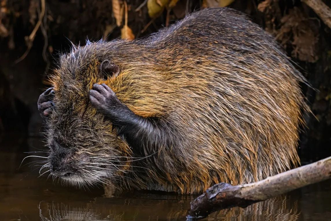 Une marmotte cache ses yeux