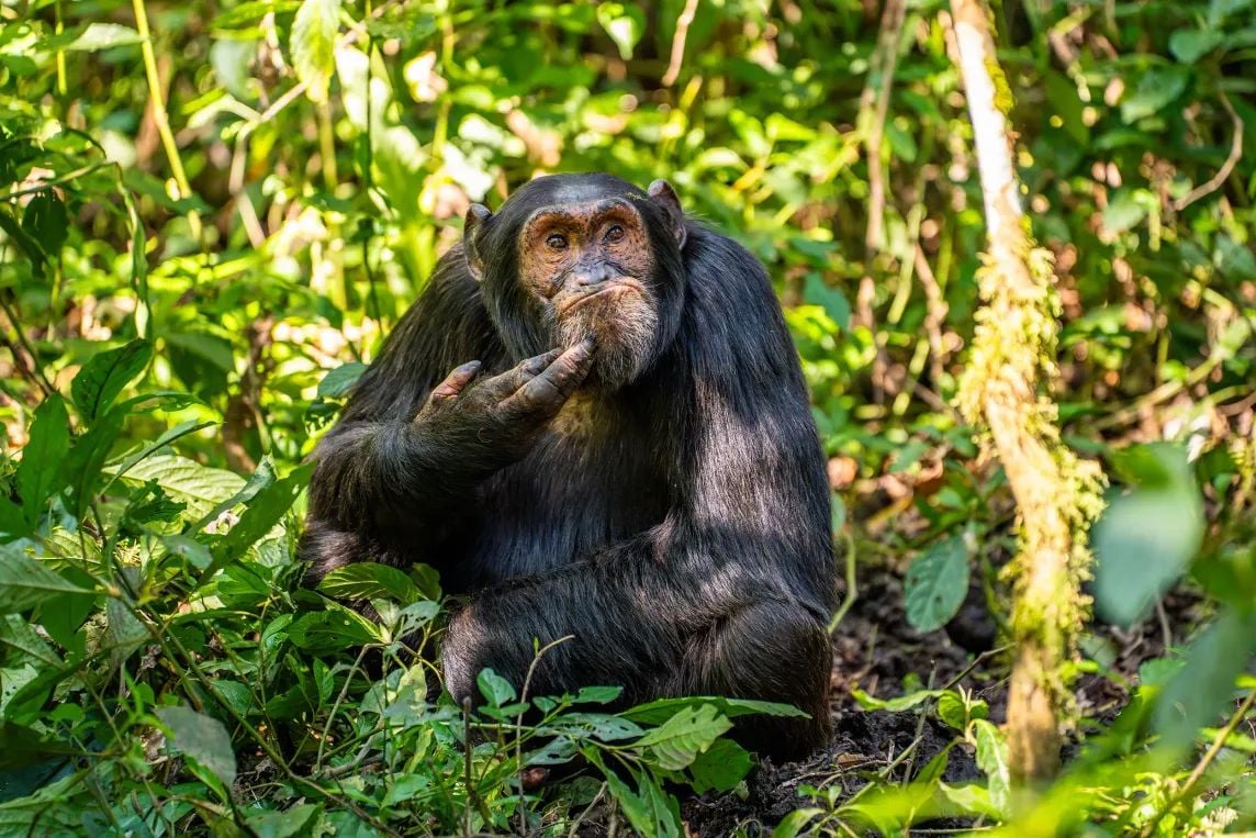 Un singe semble réfléchir