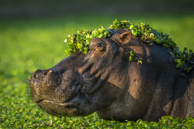 Un hippopotame couvert de feuilles