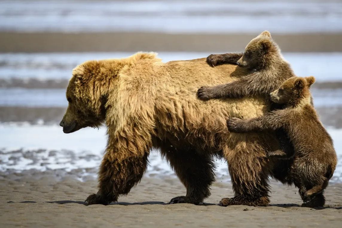 Deux oursons s'accrochent à un ours