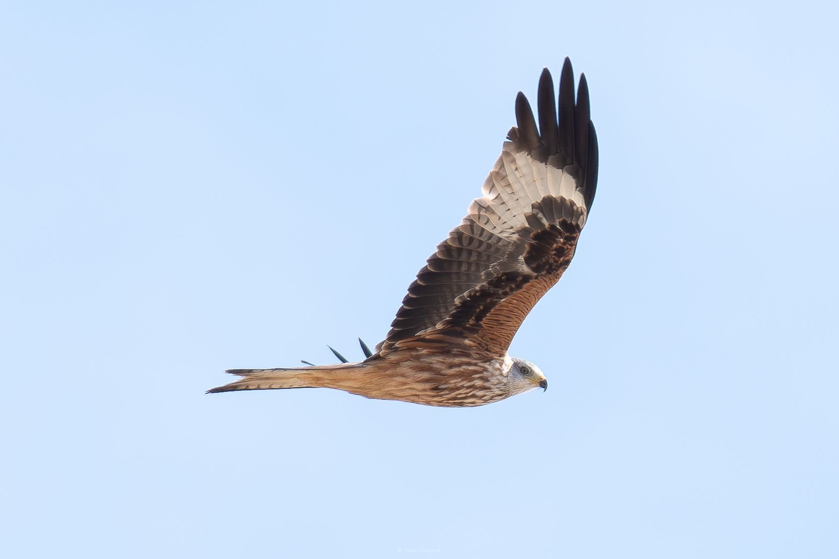 Un oiseau migrateur