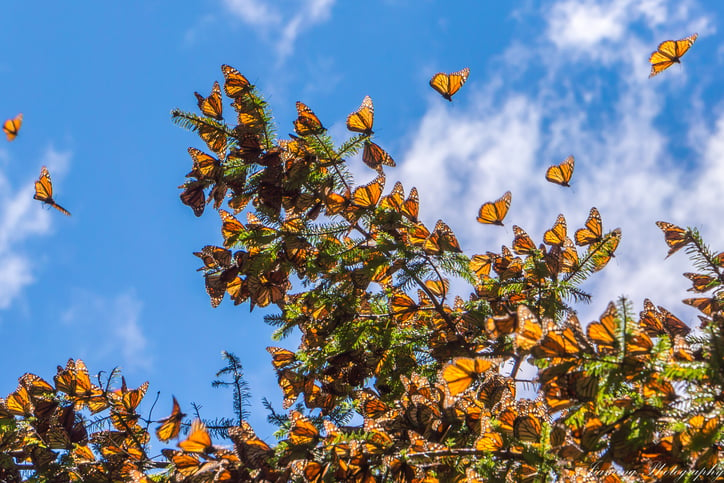 Des papillons sur un arbre