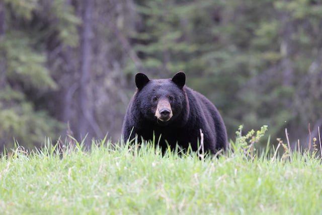 Un ours noir dans une forêt aux États-Unis