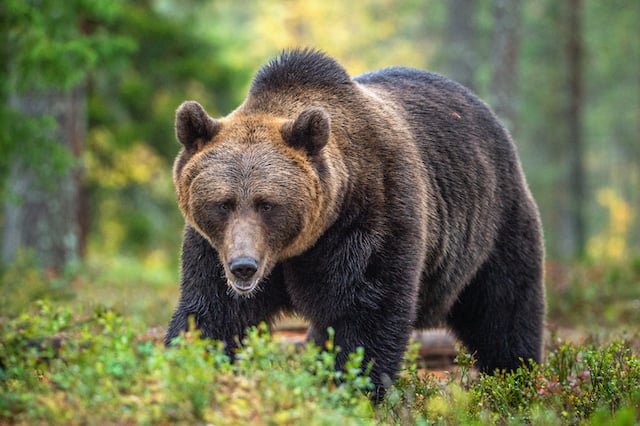 Ours brun dans une forêt 