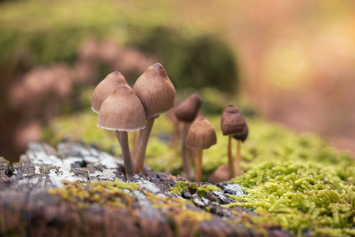 Champignons magiques dans une forêt