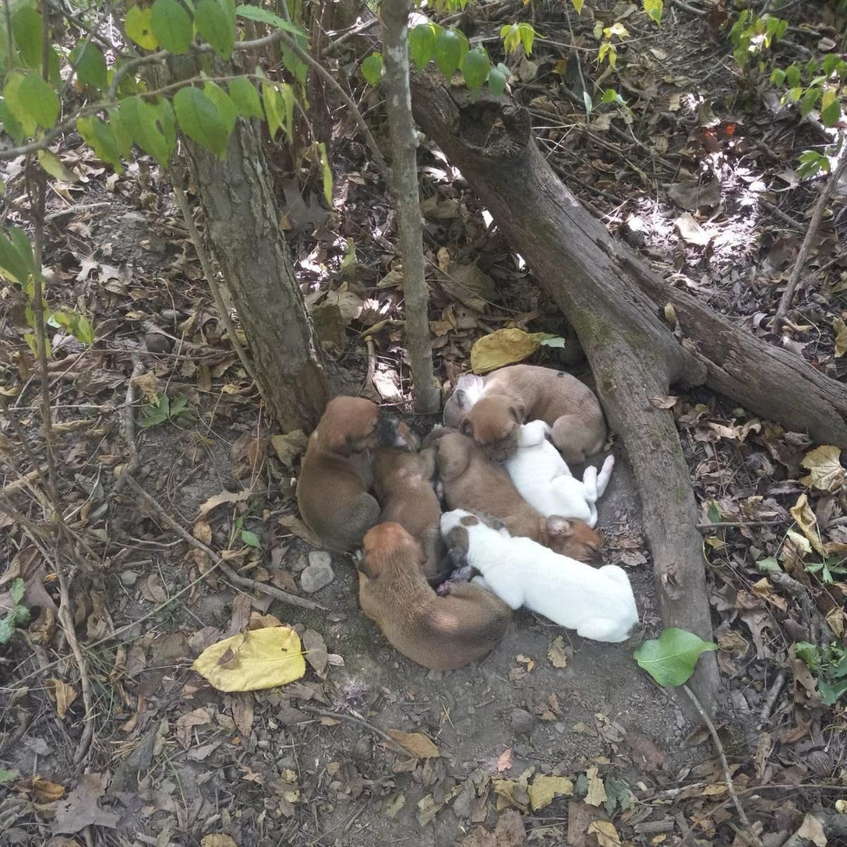 Des chiots sous un arbre