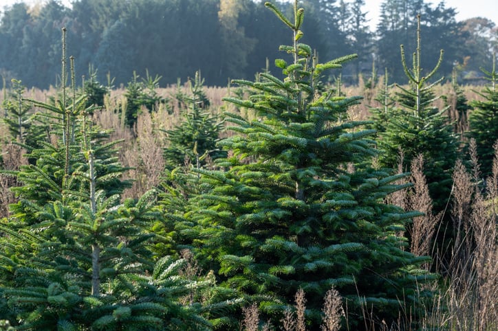 Des sapins de Nordmann