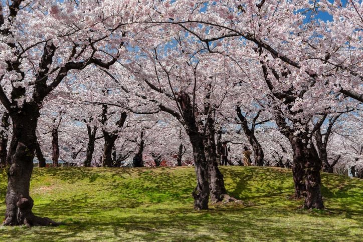 Des cerisiers du Japon