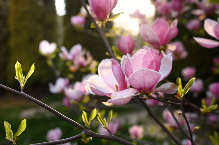 Un magnolia fleuri