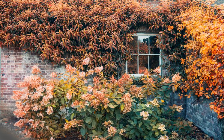 Une maison recouverte de feuilles en automne