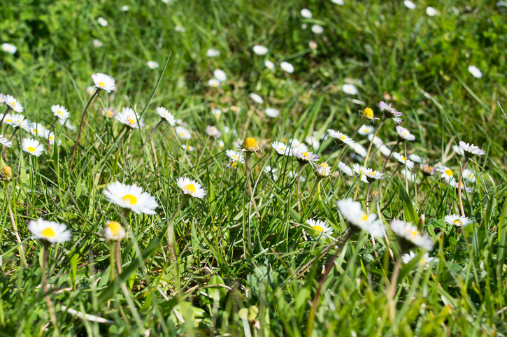 Des marguerites dans une pelouse non tondue