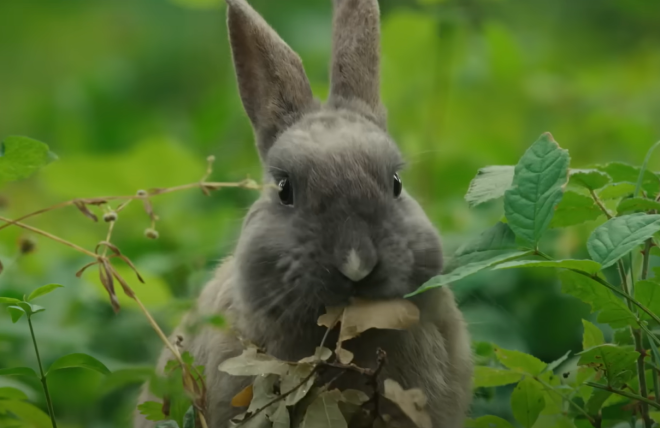 Le lapin dans Bambi