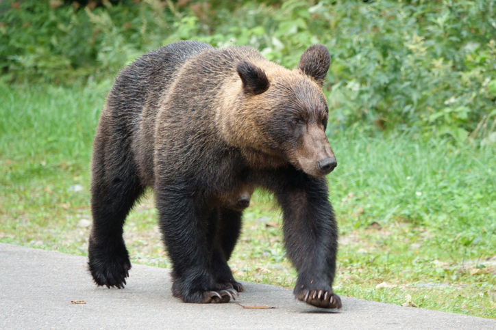 Un ours